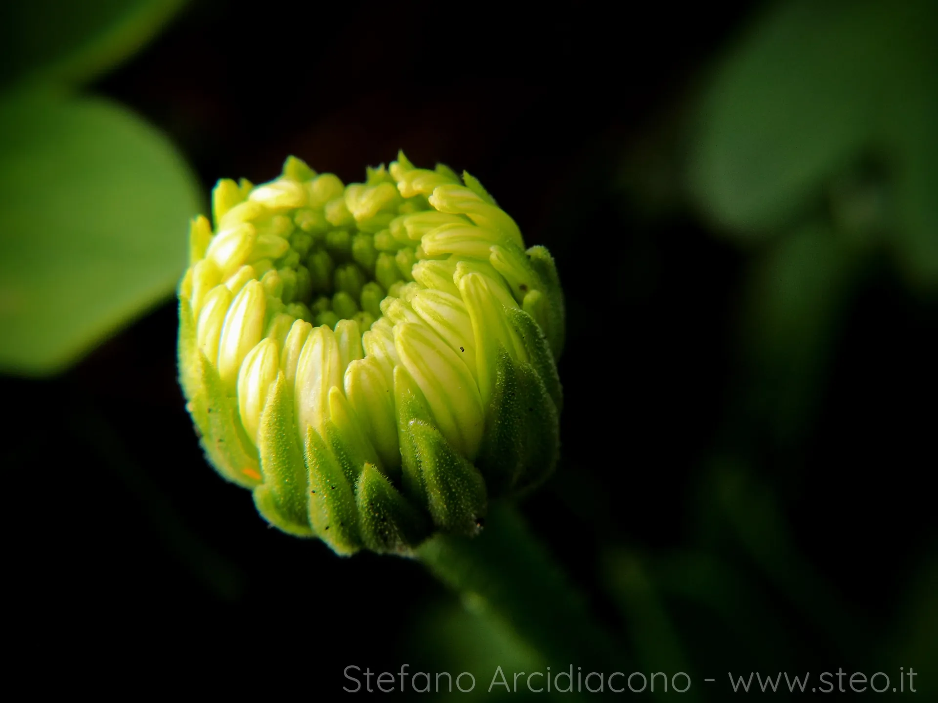 Macro | right | 40%