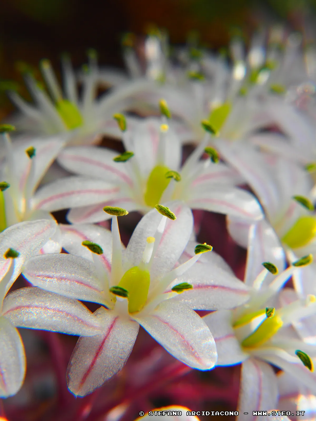 Macro | right | 40%